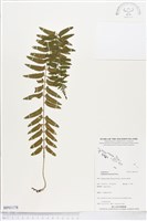 藏品(鈍齒鐵角蕨)的圖片