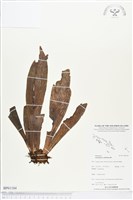 藏品(水芋葉車前、美葉車前蕨)的圖片