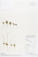 藏品(網脈瓶爾小草)的圖片