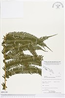 藏品()的圖片