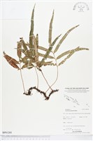 藏品()的圖片