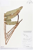 藏品()的圖片