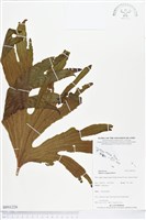 藏品(雙扇蕨)的圖片