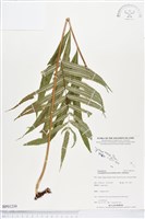 藏品(棱脈蕨)的圖片