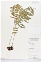 藏品(鈍齒鐵角蕨)的圖片