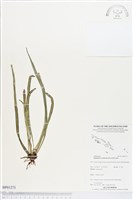 藏品(劍葉書帶蕨)的圖片