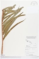 藏品(烏毛蕨)的圖片