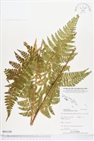 藏品(熱帶鱗蓋蕨)的圖片