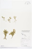 藏品(緣毛卷柏)的圖片