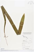 藏品(帶狀瓶爾小草)的圖片