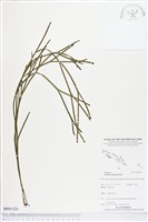 藏品(垂枝松葉蕨)的圖片