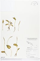 藏品(網脈瓶爾小草)的圖片