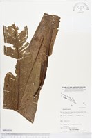 藏品(臺灣山蘇花)的圖片