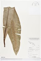 藏品(臺灣山蘇花)的圖片