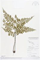 藏品(大羽鐵角蕨)的圖片