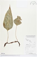 藏品()的圖片
