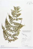 藏品(大羽鐵角蕨)的圖片