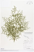 藏品(過山龍)的圖片