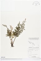藏品(線片長片蕨)的圖片