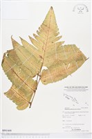 藏品(多生菜蕨)的圖片