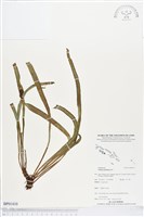 藏品(劍葉書帶蕨)的圖片