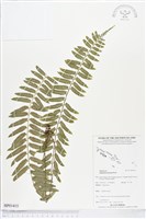 藏品(鈍齒鐵角蕨)的圖片