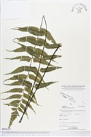 藏品(革葉鐵角蕨)的圖片