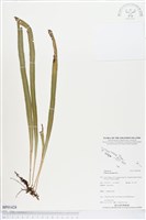 藏品(唇邊書帶蕨)的圖片