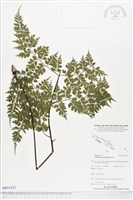 藏品(大羽鐵角蕨)的圖片
