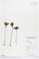 藏品(分枝莎草蕨)的圖片