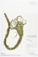 藏品(垂枝石松、垂枝馬尾杉)的圖片