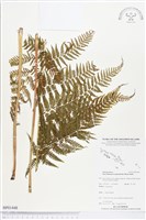 藏品(桫欏大金星蕨)的圖片