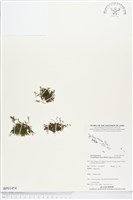 藏品(柯氏假脈蕨、假脈蕨)的圖片