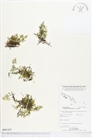 藏品(厚邊蕨)的圖片