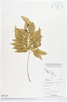 藏品(三腳鳳尾蕨)的圖片