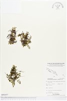 藏品(南洋厚壁蕨)的圖片