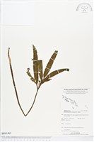 藏品(錫蘭七指蕨)的圖片