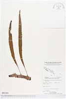 藏品(壁虎蟻蕨)的圖片