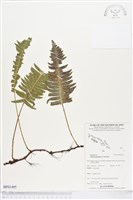 藏品(馬來陰石蕨)的圖片