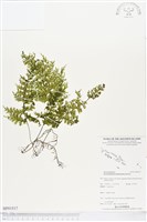 藏品(蕗蕨)的圖片