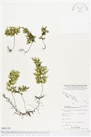 藏品(蕗蕨)的圖片