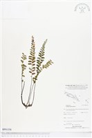 藏品(陵齒蕨、鱗始蕨)的圖片