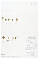 藏品(網脈瓶爾小草)的圖片