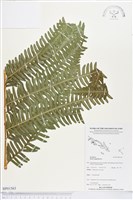 藏品(三腳鳳尾蕨)的圖片