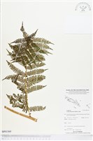 藏品()的圖片
