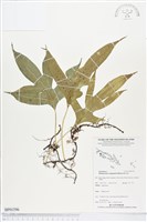 藏品(海岸擬茀蕨、海岸星蕨)的圖片