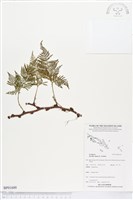 藏品(陰石蕨、陰地蕨)的圖片