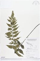 藏品(革葉鐵角蕨)的圖片