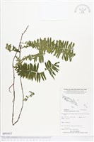 藏品(藤蕨)的圖片