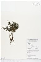 藏品(線片長片蕨)的圖片